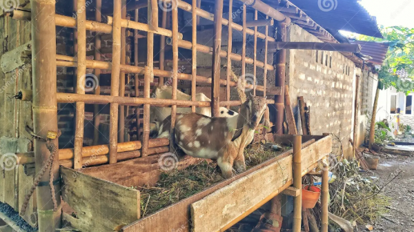 Desain Kandang Kambing dengan Bambu dan Atap Terpal